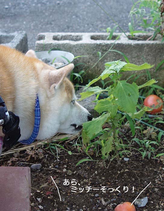 あん シソを食べる犬になる 湘南凸凹柴wan日記 Powered By ライブドアブログ あん シソを食べる犬になる 湘南凸凹柴wan日記 Powered By ライブドアブログ