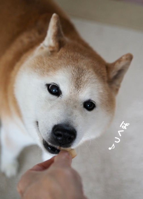 8日夕ブログ１０