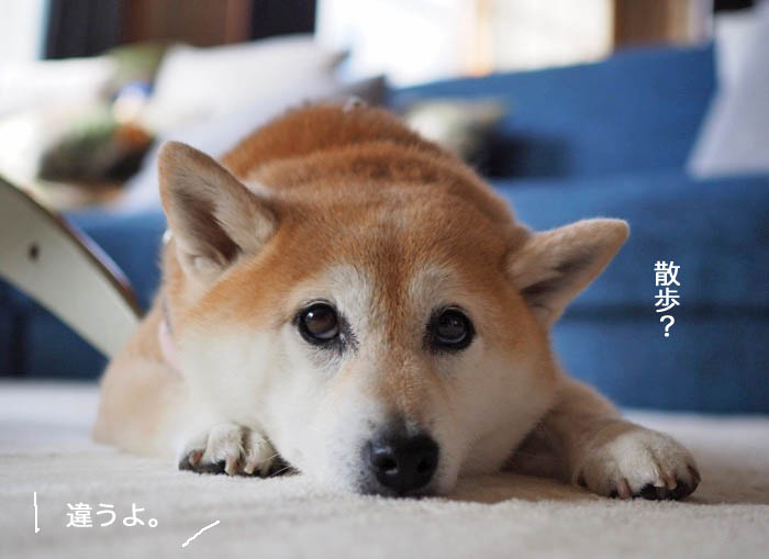 30日ブログ１１