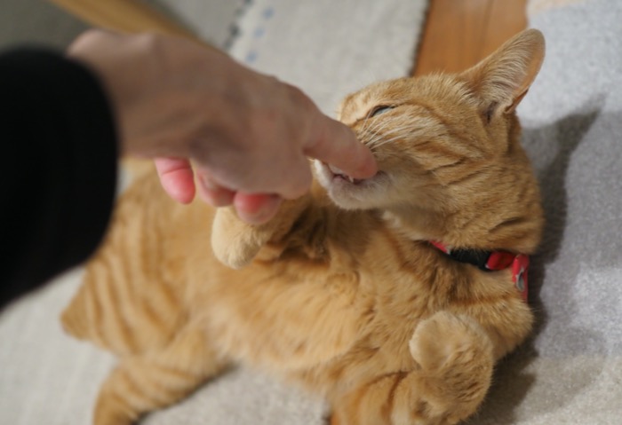 12日夕用3