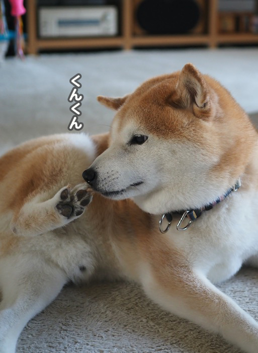 9日夕ブログ６
