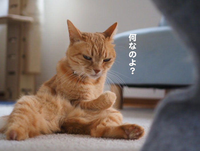 16日夕ブログ６