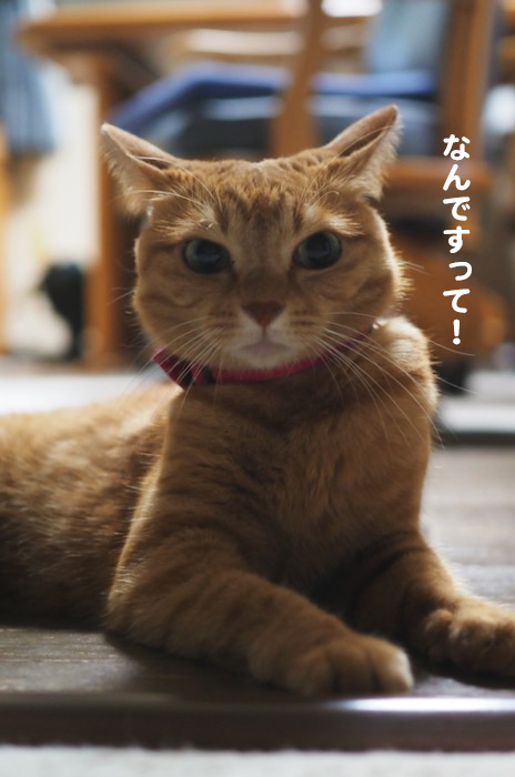 21日夕ブログ３