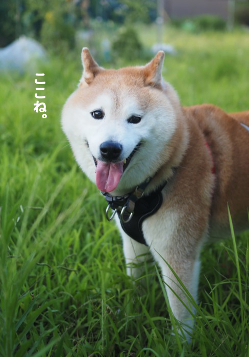 28日夕ブログ４
