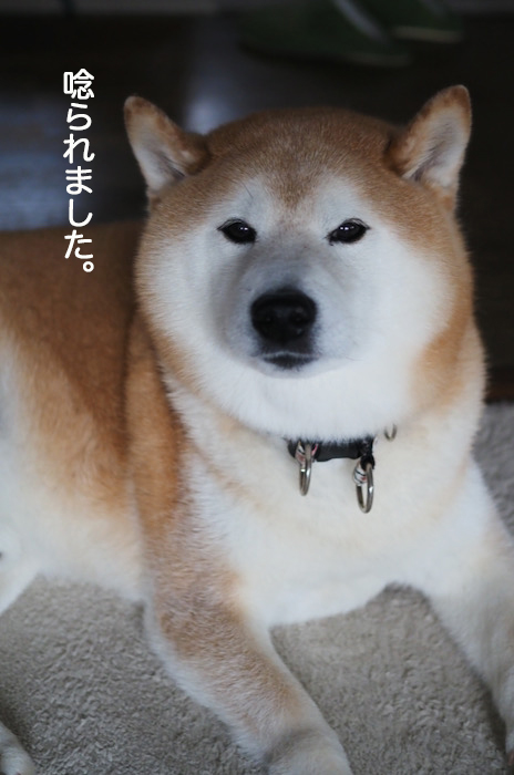 20日夜ブログ８