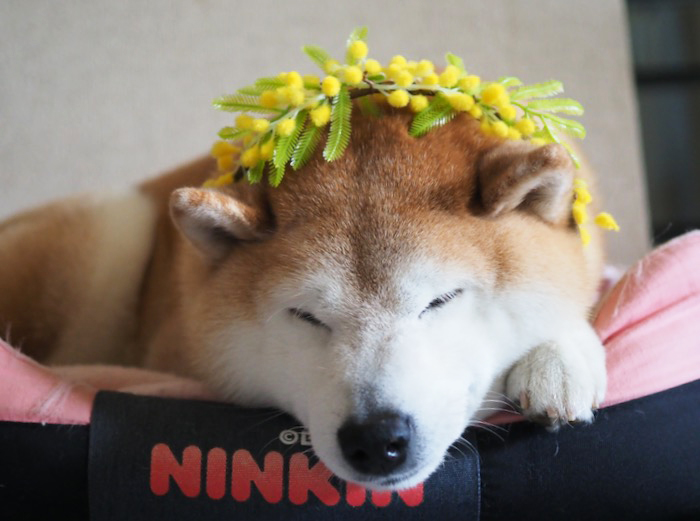 11日夕ブログ９