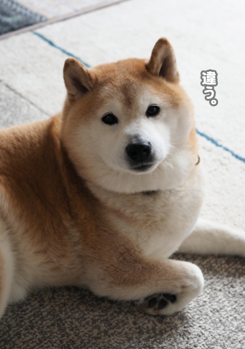 4日夕ブログ４