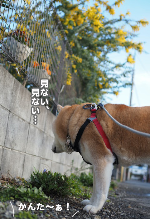 21日夕ブログ3
