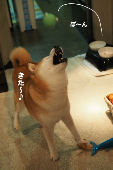 11日夕ブログ３