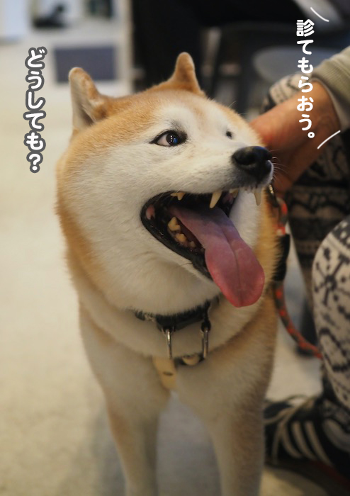 18日夕ブログ５