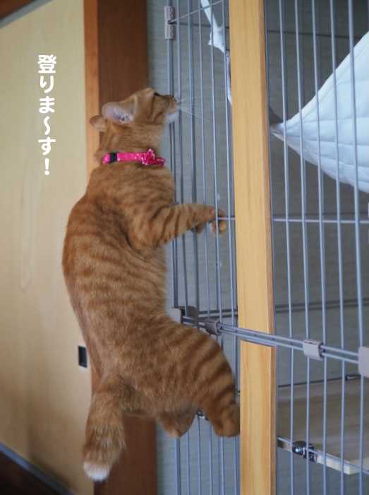 13日夕ブログ２