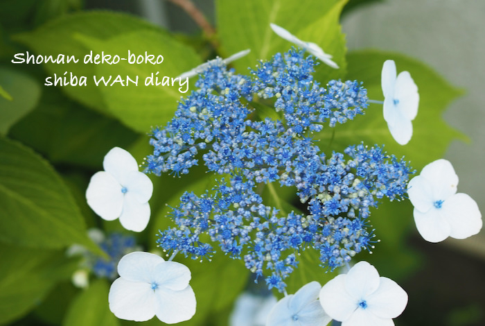9日夕ブログ１