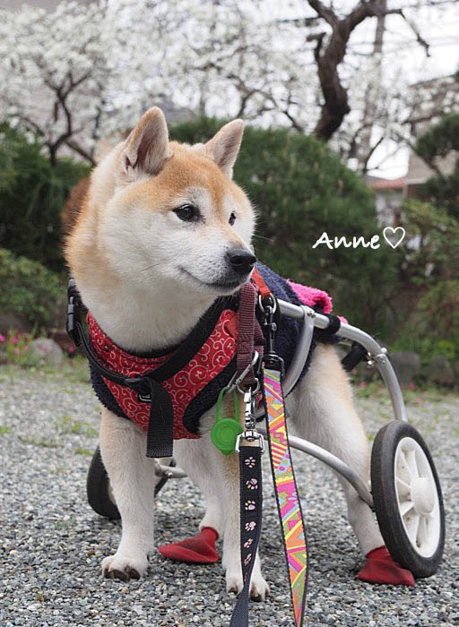 30日ブログ２