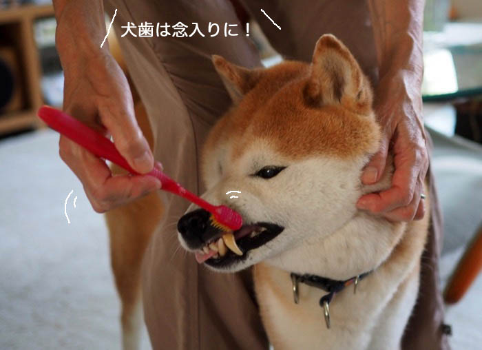 17日午後ブログ5