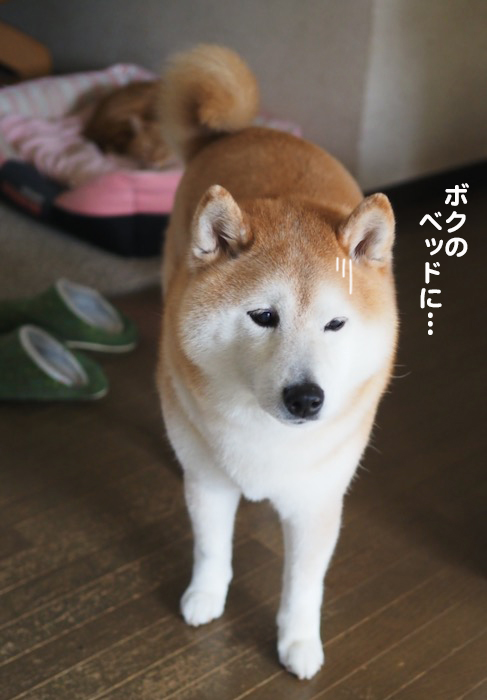 21日夕ブログ２