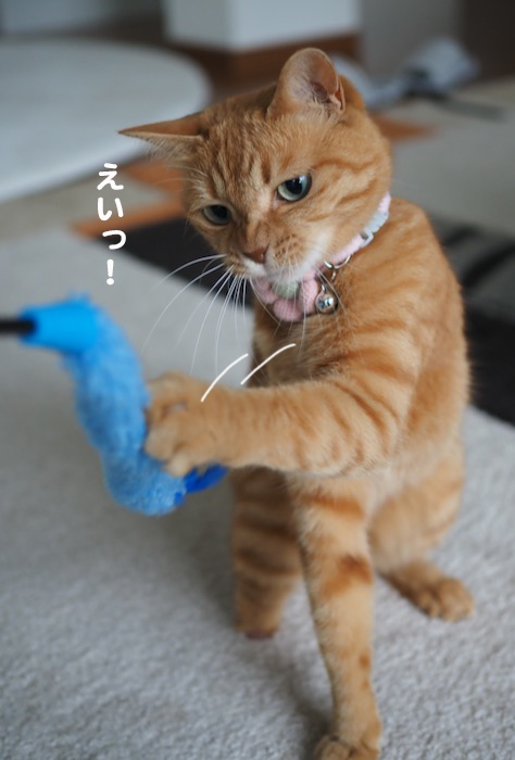 11日夕ブログ６