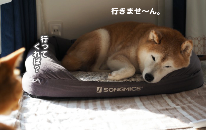 17日夕ブログ８