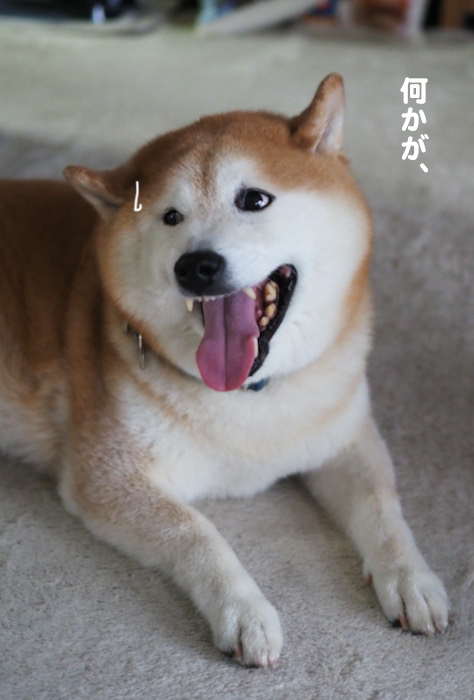 27日夕ブログ８