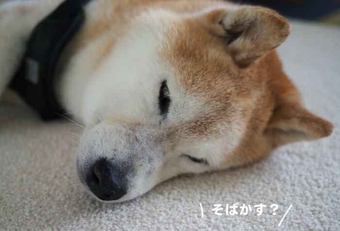 12日夕ブログ６