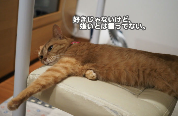 17日夕ブログ5