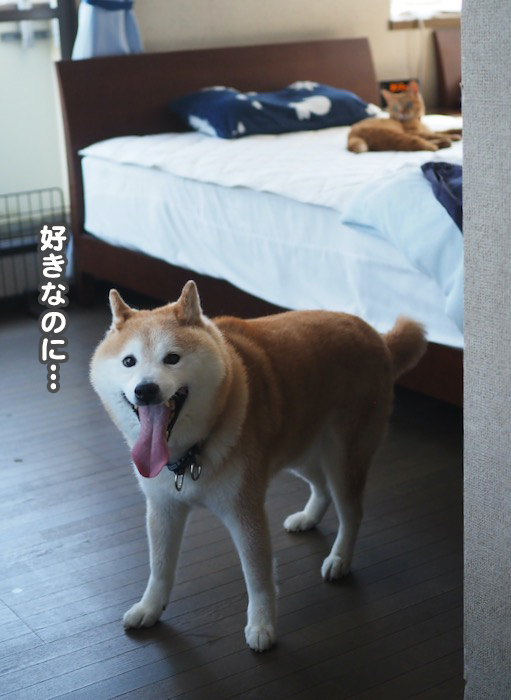 17日夕ブログ12