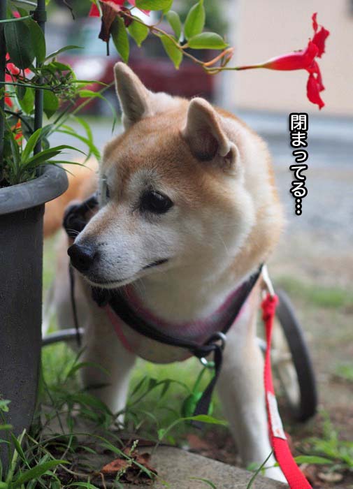 13日夕ブログ３