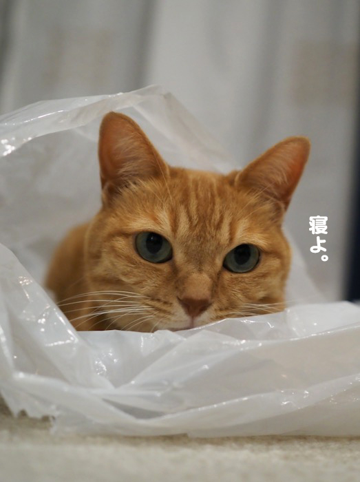3日夜ブログ7