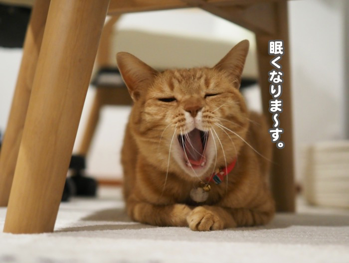 15日夜ブログ６