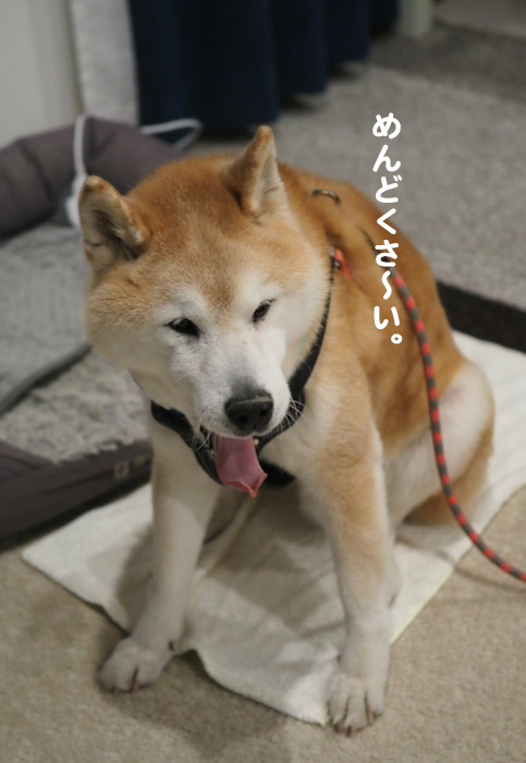 27日夜ブログ３