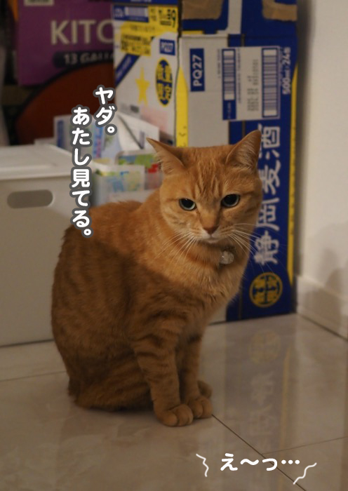 4日夕ブログ１１