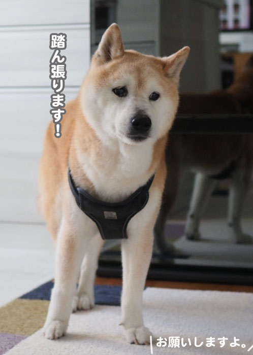 26日夕ブログ7