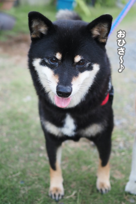 29日夕ブログ３