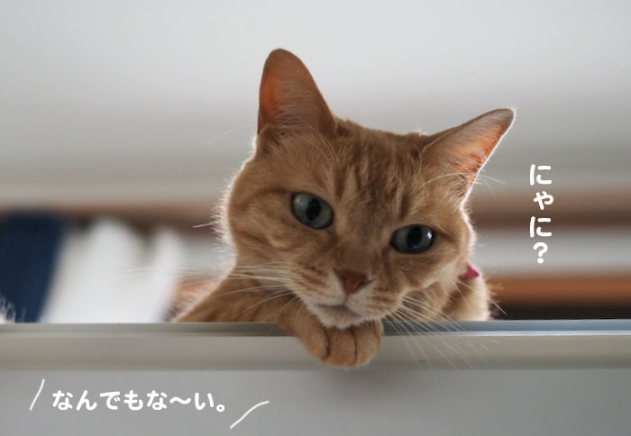 19日の夕ブログ４