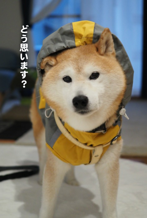 1日夕ブログ６
