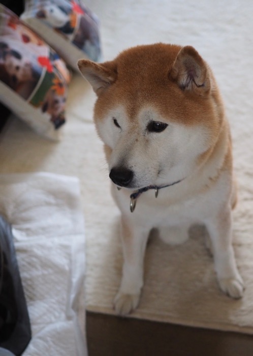 14日用２