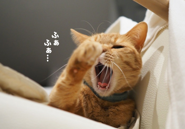 30日夕ブログ３