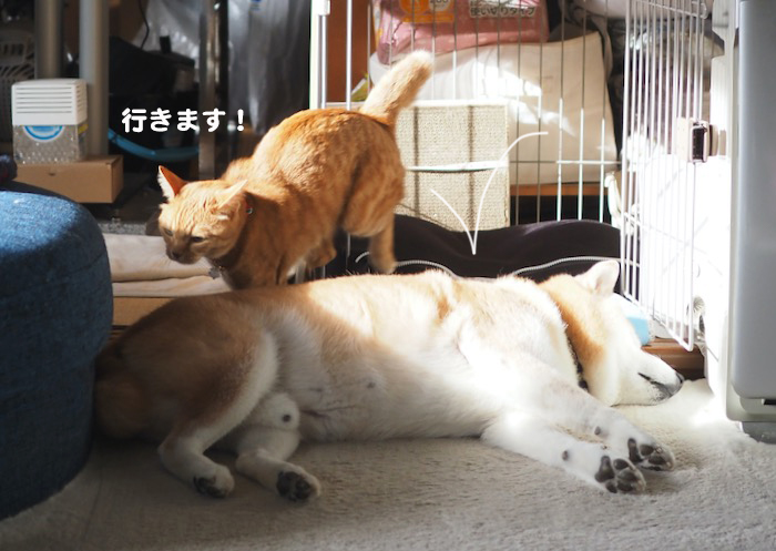 18日ブログ８