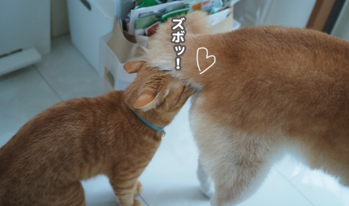 11日夕ブログ１１