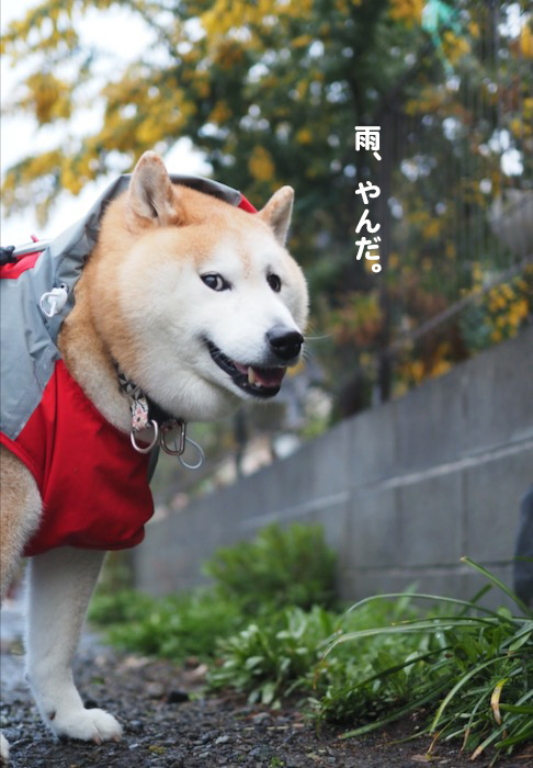 19日夕ブログ6