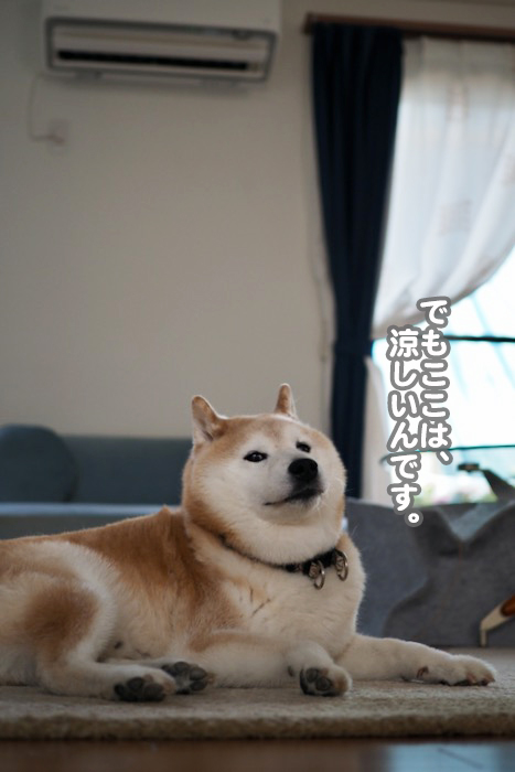 29日夕ブログ４