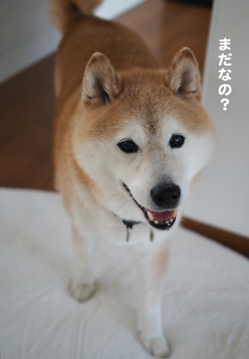 29日夕ブログ３