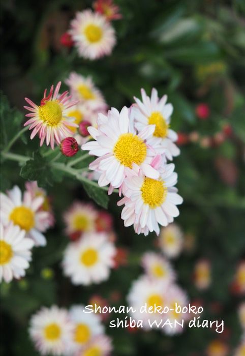 13日夕ブログ１