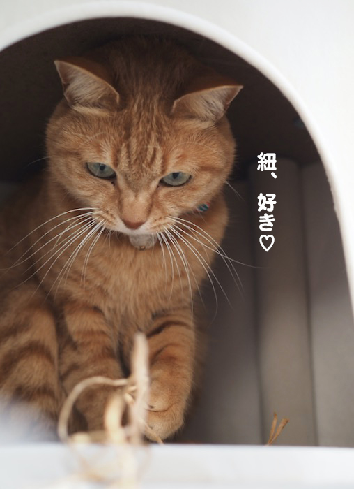 31日夕ブログ６