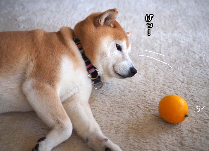 21日夜ブログ４