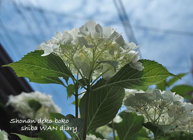 29日ブログ1