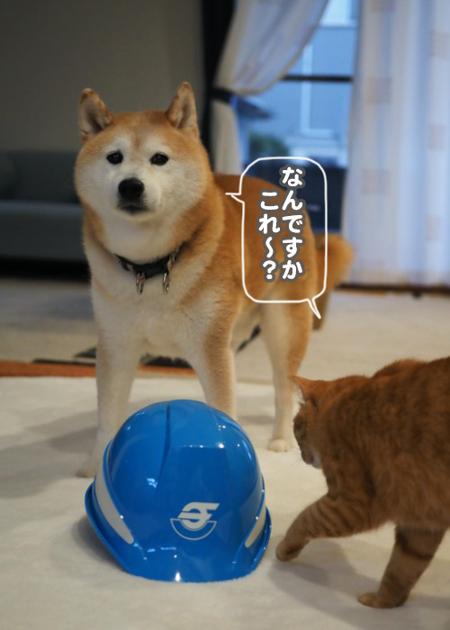 26日夕ブログ3