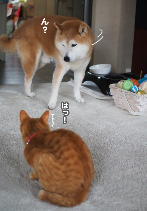 30日夕ブログ４