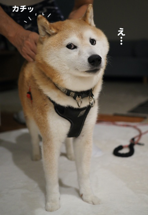 27日夕ブログ２