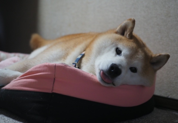 4日夕用６