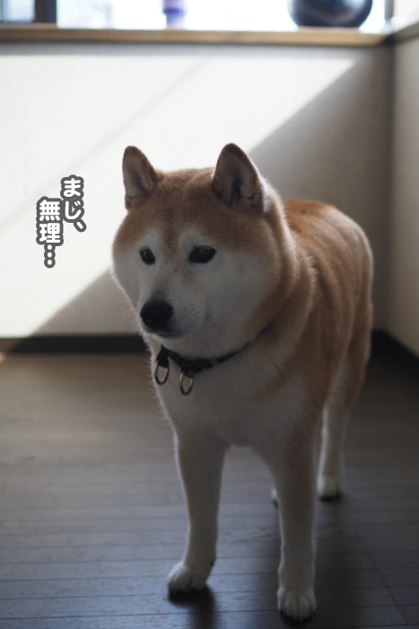 20日夕ブログ５